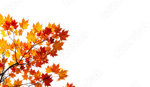 Colorful maple tree leaves on white background, autumn design element, seasonal decoration, fall advertising campaigns, nature themed projects.