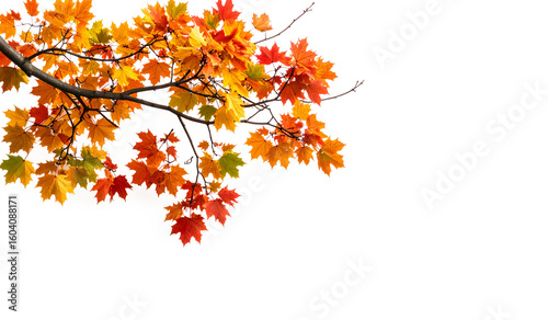 Colorful autumn maple leaves on branches, vibrant against a white background, ideal for fall designs or seasonal themed projects.