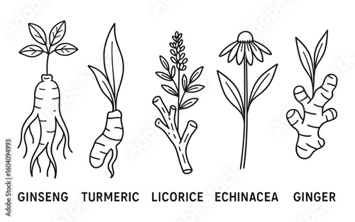 Collection of medicinal plants and roots in line art: Ginseng, Turmeric, Licorice, more.