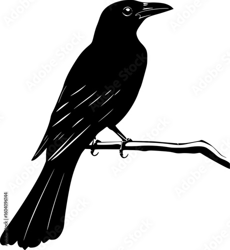 Magpie bird black silhouette vector design