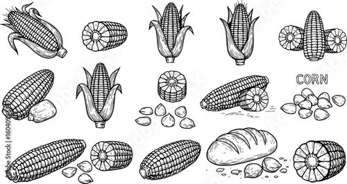 corn icon black and white. Vector illustration isolated on white background. Concept for organic products label, harvest and farming, grain, bakery, healthy food.