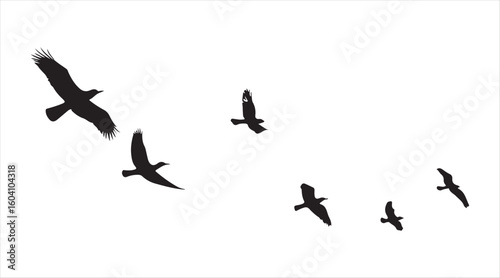 Silhouettes of flying birds against a plain background. Vector art. A single bird in flight. Great for tattoos and wallpaper designs.