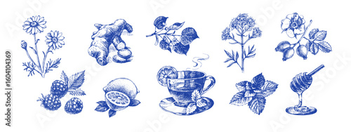 Hand drawn vintage sketch tea and herbs set. Isolated illustrations on white background