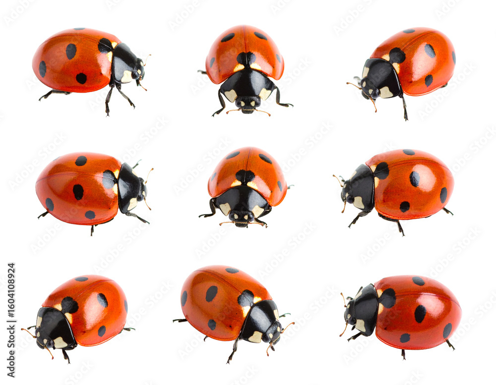 Fototapeta premium Isolated Tiny Ladybug Set on White Background
