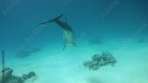 Stunning underwater video of a shark swimming gracefully in crystal-clear blue ocean waters. This footage captures the majestic movement and natural behavior of a predator in its marine environment.4K