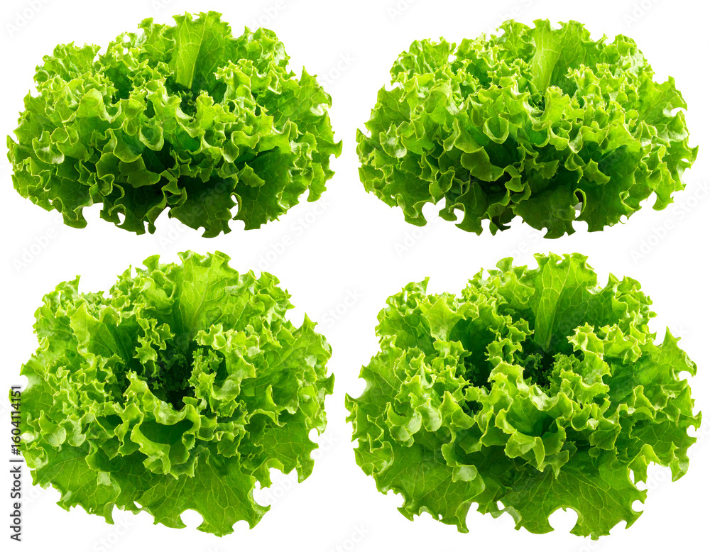 Obraz premium Fresh Green Lettuce Isolated on White Background