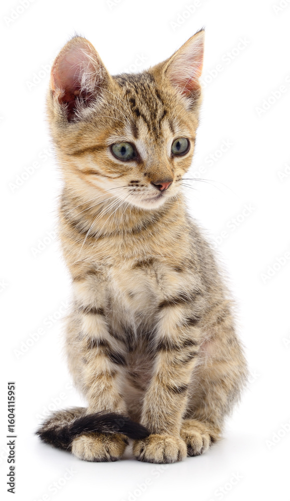 Fototapeta premium Kitten on white background.