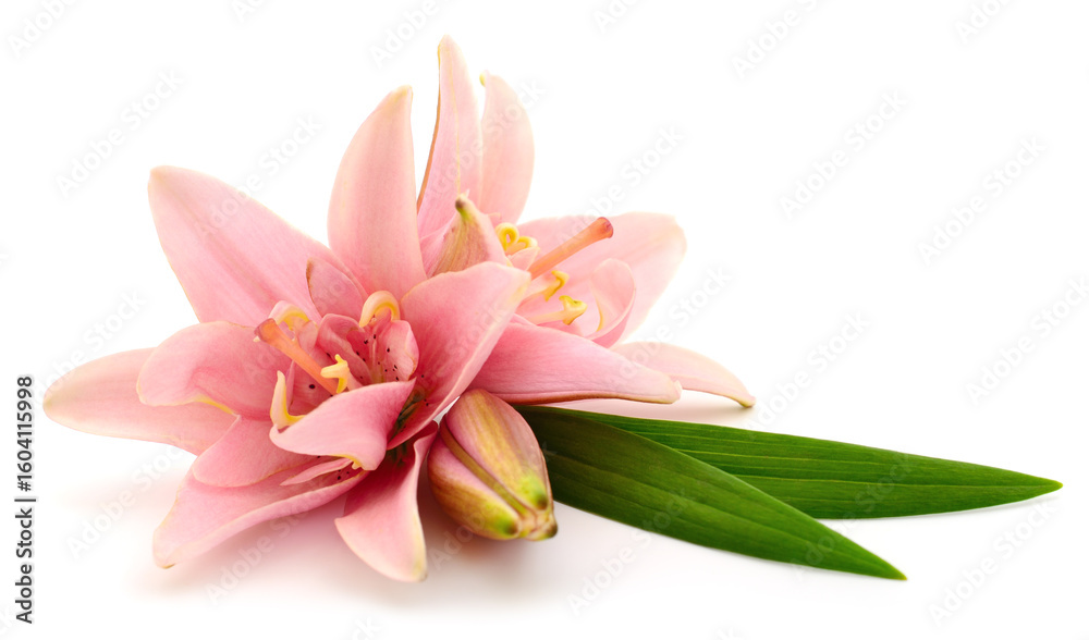 Obraz premium Two pink lilies.