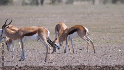 High-resolution wildlife video showing two wild antelopes engaging in a fight or running behavior in open grassland. Captured in natural lighting, this footage represents authentic wildlife. 4K