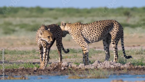 A real wildlife photograph of a lion sleeping peacefully under the shade in the African savannah. Captured in natural daylight, this image highlights the calm and powerful presence of one of nature’s 