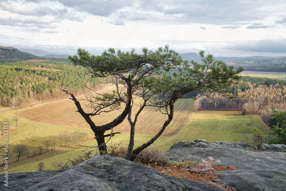 Fototapeta premium A striking tree on rocks overlooks a vast landscape.