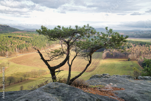 A striking tree on rocks overlooks a vast landscape.