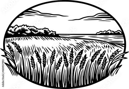 Wheat field landscape illustration rural farmland with ripening grain, countryside view and natural horizon