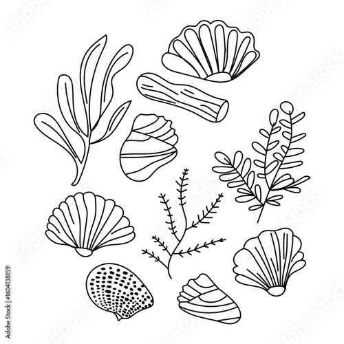 Vector illustration of various ocean shells in a linear style.