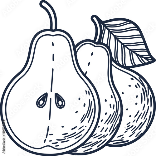 Hand drawn pears illustration with leaf fresh organic fruit, ripe summer harvest, detailed black outline sketch