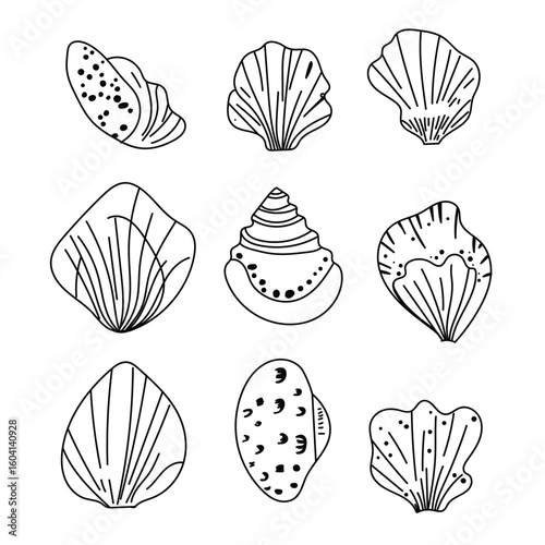 Isolated tropical sea shells, detailed vector elements.