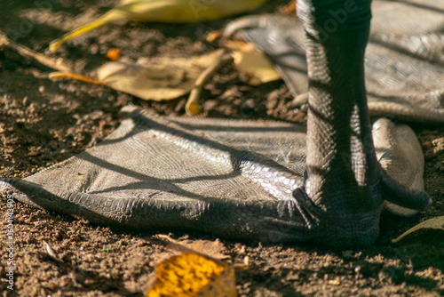 Bird's foot is shown in the dirt, with a shadow cast on the ground. Concept of stillness and quietness, as the bird's foot is the only visible part of the scene