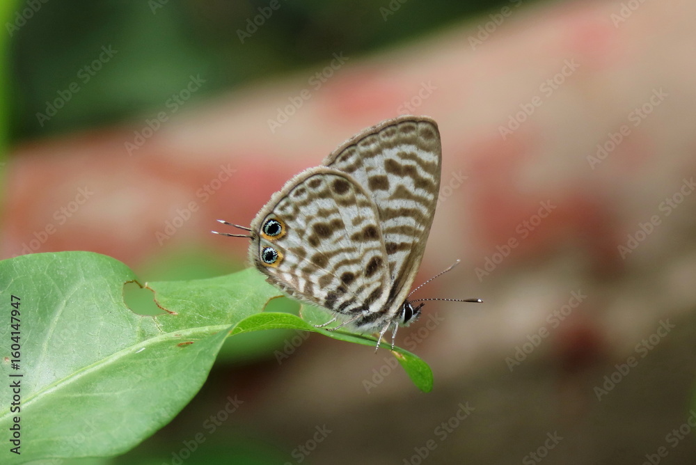 Obraz premium butterfly on leaf