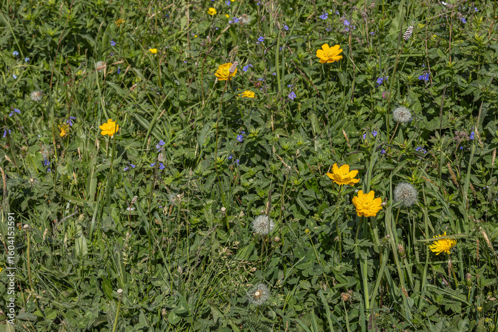 Obraz premium Wildflowers and green grass in a natural meadow during summer