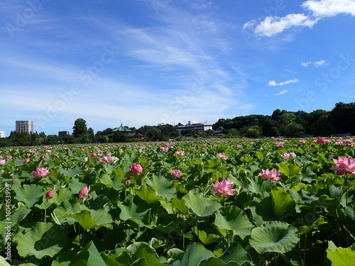 夏の不忍池の「蓮の花見」
