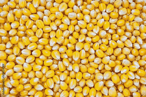 Golden Kernels Corn seeds isolated watercolor vector illustration svg