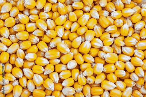 Seed Study Corn seeds isolated watercolor vector illustration svg