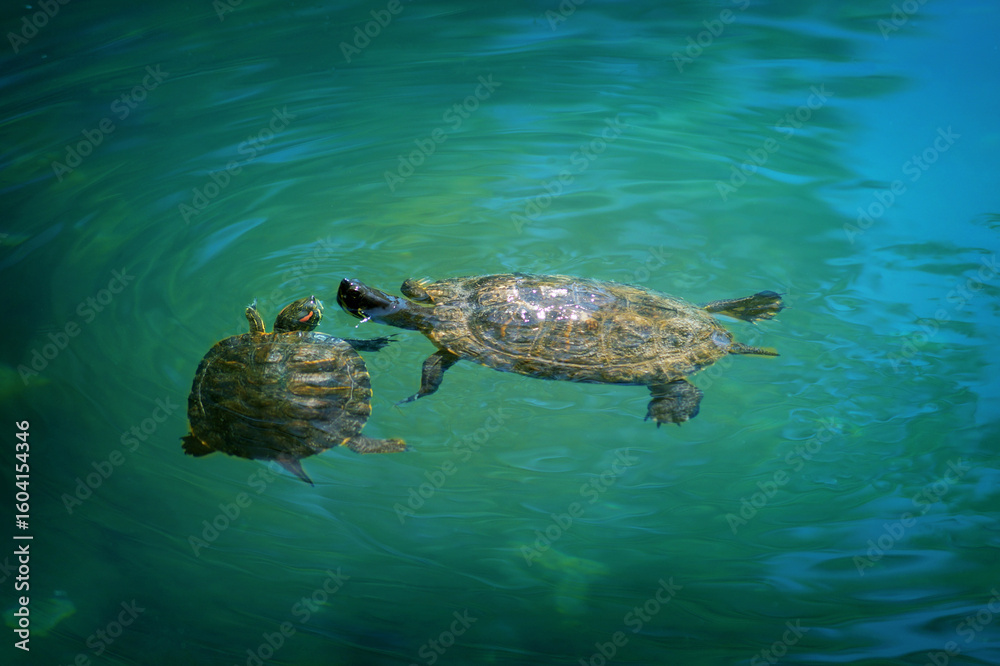 Obraz premium Baby turtle and mother turtle