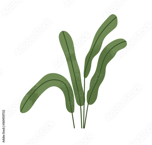 Green tropical leaf plant. Long leaves, greenery. Fresh exotic foliage, leafy...
