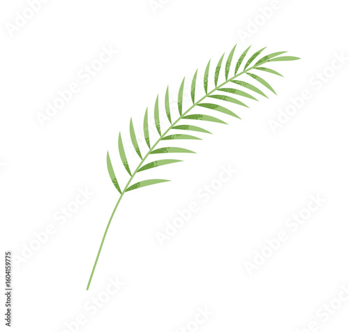 Green leaf branch. Tropical palm frond, fresh exotic foliage, jungle greenery...