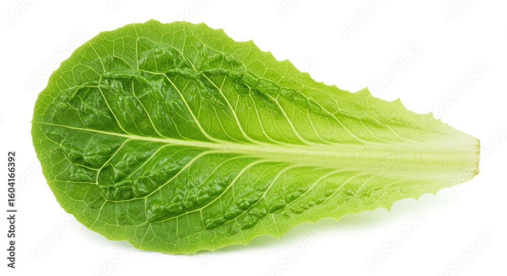 Fresh Green Lettuce Leaf Closeup 9. Fresh Green Lettuce Leaf Closeup 9.