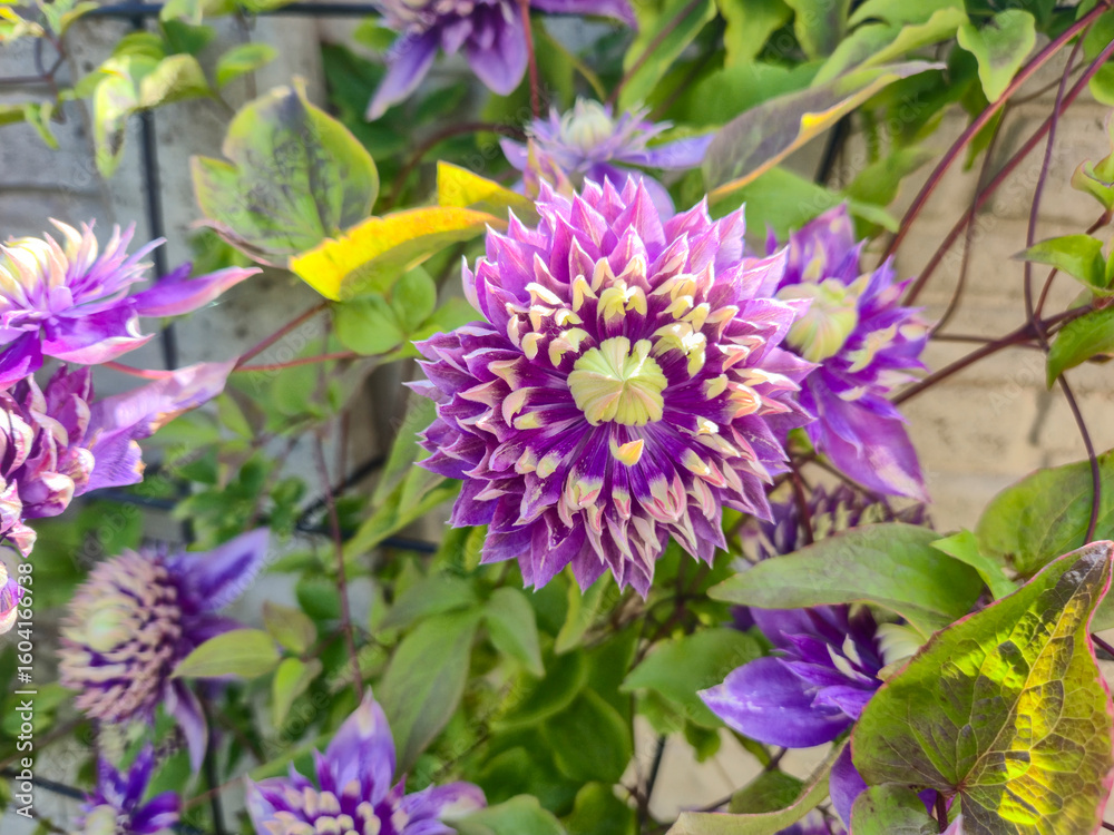 Obraz premium Vibrant clematis flower blooms in hues of purple and yellow in a lush garden setting, showcasing intricate petal designs and greenery, perfect for nature-themed projects.