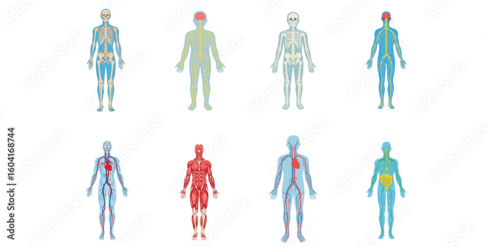 Obraz premium Human Body Systems Diagram Anatomy, Structure, and Functions Illustrated