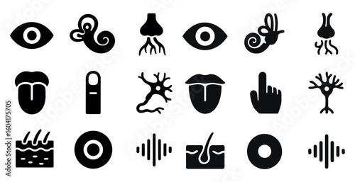 Anatomy and senses solid icons set – flat, filled, biology and medical symbols