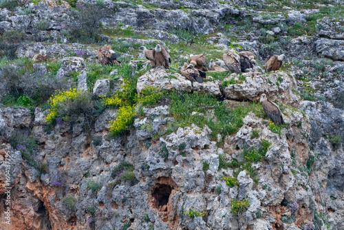 Griffon vulture (Gyps fulvus) in the Duratón River Gorges Natural Park in the province of Segovia, Autonomous Community of Castile and Leon, Spain, Europe