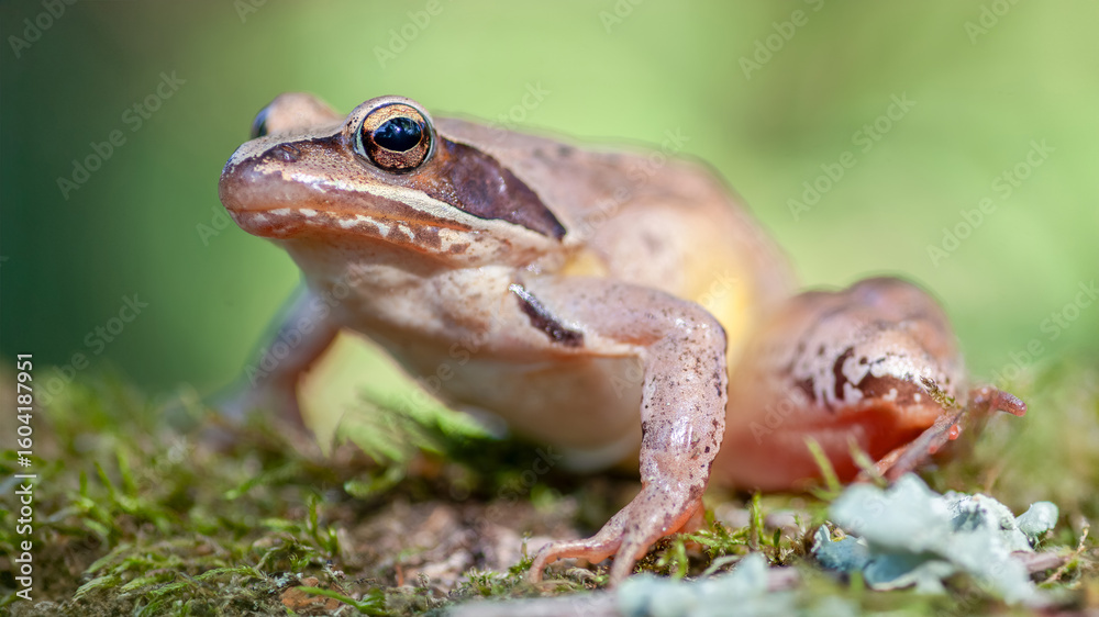 Obraz premium Agile frog on moss in an undergrowth. Rana dalmatina, Parc Naturel Régional de la Brenne, Indre 36, région Centre Val de Loire, France, European Union, Europe