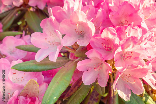 A rhododendron bush blooms in the garden