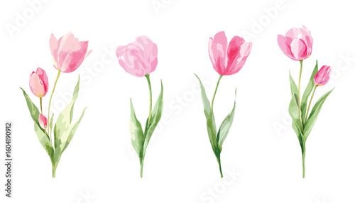 Pink tulips watercolor illustration floral spring