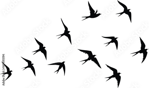 Black Silhouette of Swallow Birds Flying on White Background; Bird Migration Pattern