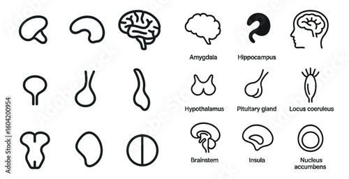 Brain anatomy outline icons set – linear, medical, neuroscience symbols