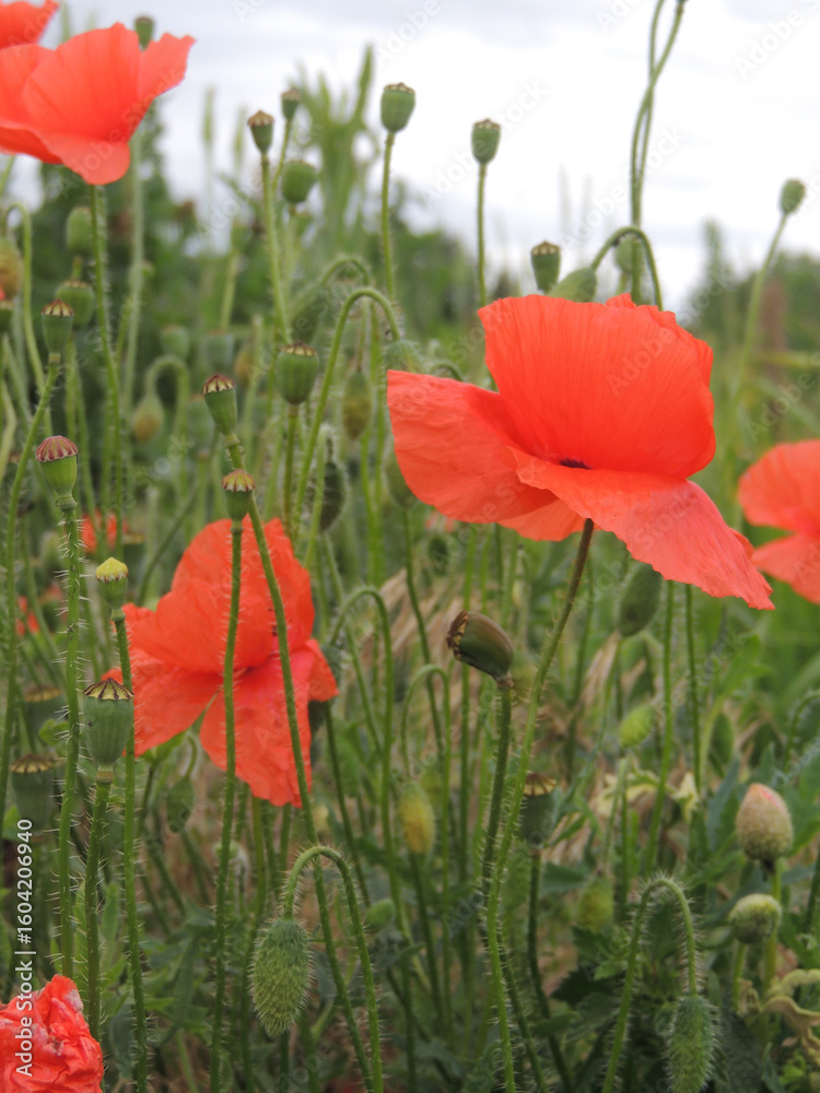 Fototapeta premium red poppy flowers