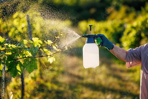 Cuadro en lienzo Manual pressure crop sprayer releasing mist over vineyard plants