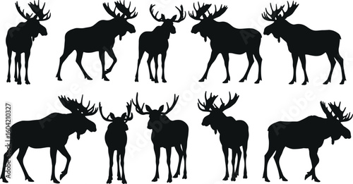 Moose silhouette collection, Alces alces wildlife vector icons, large antlered mammal black silhouettes, forest animal clipart set.