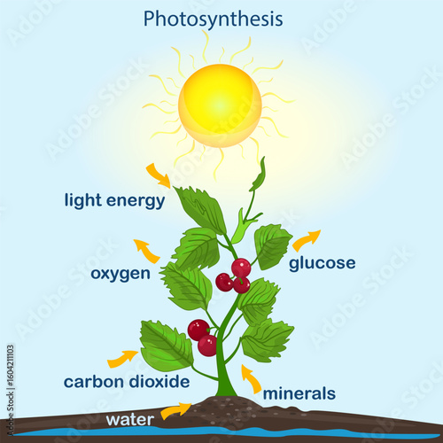 Photosynthesis diagram. Process of plant produce oxygen. Photosynthesis process labelled. science Education botany poster. Photosynthesis process poster with plant, text and arrows.Vector illustration