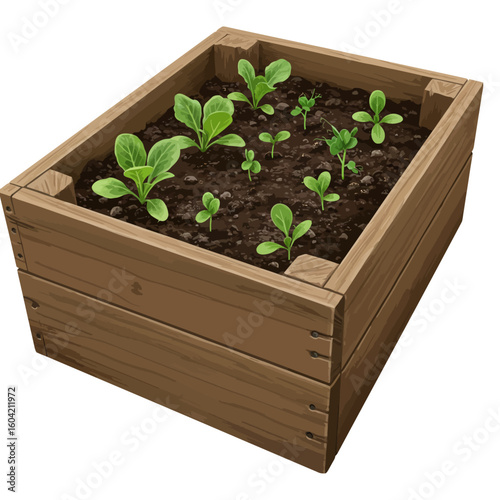 Wooden Raised Garden Bed with Young Seedlings Freshly Planted Isolated.