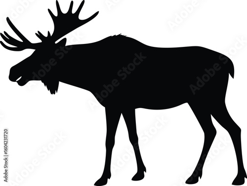 Silhouette of a Large Moose with Antlers Standing Isolated on a White Background