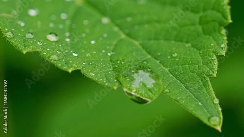 Raindrop Macro Time‑Lapse on Leaf