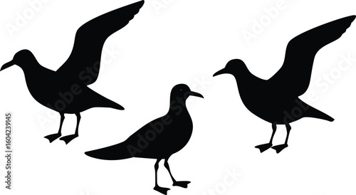 Silhouette of Three Seagulls, Two Flying and One Standing, on White Background