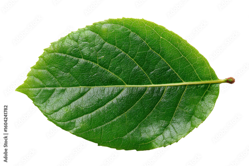 Obraz premium Green leaf close-up nature botanical study isolated macro. Isolated on transparent background, png.