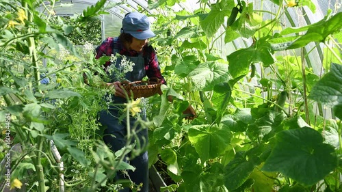 A farmer woman harvests cucumbers in a greenhouse. Country amateur vegetable growing
