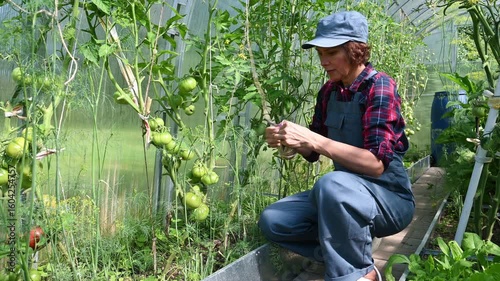 A farmer woman ties up the sprouts of ripening tomatoes in a greenhouse. Country amateur vegetable growing
